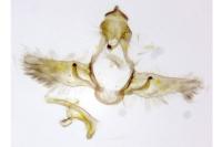 Cnephasia ecullyana