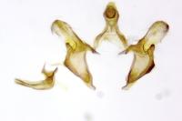 Coleophora grotenfelti