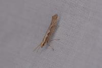 Plutella xylostella
