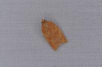 Acleris ferrugana/notana