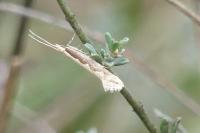 Plutella xylostella