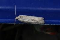 Cnephasia hellenica