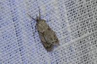 Diurnea fagella