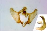 Aethes flagellana