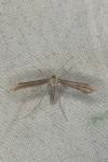 Emmelina monodactyla