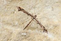 Amblyptilia acanthadactyla