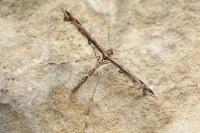 Amblyptilia acanthadactyla
