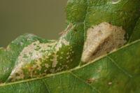 Phyllonorycter messaniella