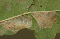 Phyllonorycter messaniella