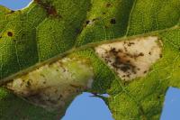 Phyllonorycter messaniella