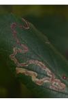 Stigmella aurella