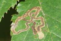 Stigmella aurella