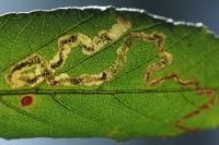 Stigmella aurella