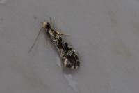 Nemapogon granellus