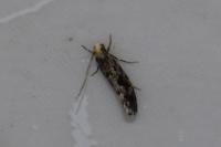 Nemapogon granellus