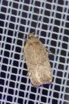 Agonopterix