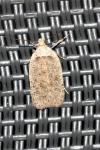 Agonopterix