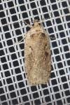 Agonopterix ocellana