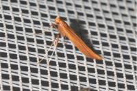 Caloptilia elongella