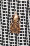 Acleris cristana