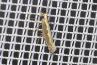 Plutella xylostella