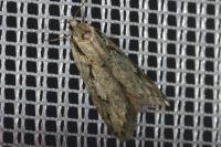 Semioscopis avellanella