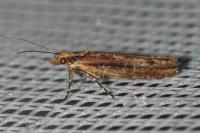 Ypsolopha ustella