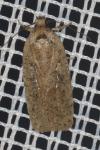 Agonopterix ciliella/heracliana