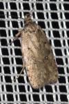 Agonopterix ciliella/heracliana