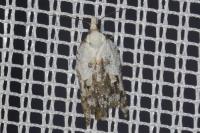 Acleris cristana