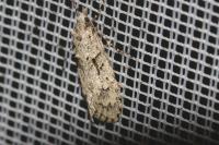 Diurnea fagella