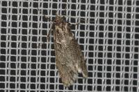 Diurnea fagella