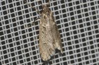 Diurnea fagella