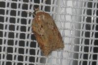 Acleris ferrugana/notana