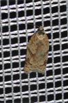 Acleris ferrugana/notana