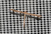 Amblyptilia acanthadactyla