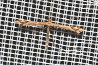 Amblyptilia acanthadactyla
