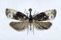 Hedya nubiferana