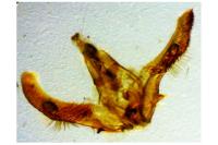 Hedya nubiferana