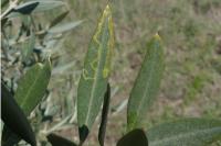 Metriochroa latifoliella