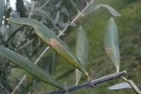 Metriochroa latifoliella