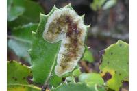 Phyllonorycter belotella