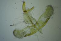 Oegoconia caradjai