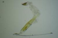 Oegoconia caradjai