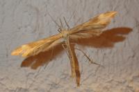 Gillmeria pallidactyla