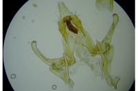 Megacraspedus lanceolellus