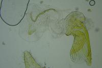 Megacraspedus lanceolellus