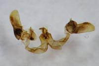 Bactra lancealana