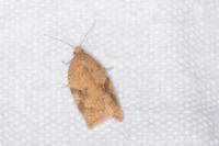 Acleris ferrugana/notana