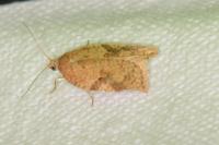 Acleris ferrugana/notana